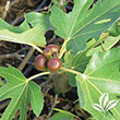 Fig Fignomenal (Ficus carica hybrid)