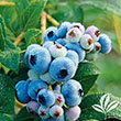 BLUEBERRY 'BLUE RAY' 2G