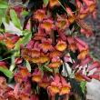 Bignonia capreolata 'Tangerine Beauty'