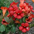 CAMPSIS 'SUMMER JAZZ FIRE' 3G