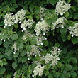 HYDRANGEA PETIOLARIS 3G