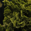 CHAM OBT 'NANA GRACILIS' PLANTER