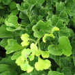 GINKGO BIL 'MARIKEN' 24" PLANTER