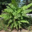 MUSA BASJOO HARDY BANANA 5G