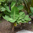 MUSA 'TRULY TINY' 2G
