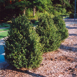 BUXUS X 'GREEN MNT 2BALL' 3G