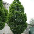 CARPINUS CAROLIANA 'FIRE KING'
