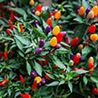 ORNAMENTAL PEPPER 7"