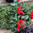 ORNAMENTAL PEPPER BOWL 10"