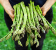ASPARAGUS 1 GAL