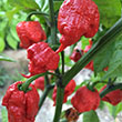 PEPPER CAROLINA REAPER