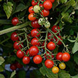 TOMATO CANDYLAND RED