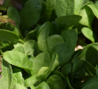 SPINACH BLOOMSDALE 4PK