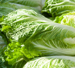 CABBAGE CHINA KING 4PK