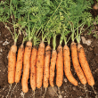 CARROT ADELAIDE ORG 4PK