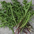 FENNEL PRELUDIO ORG 4PK