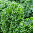 KALE GREEN CURLY ORG 4PK