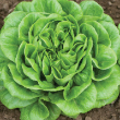 LETTUCE SALANOVA ORG 4PK