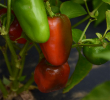 PEPPER CAJUN BELLE 6"