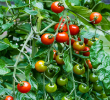 TOMATO SWEET 100 6"