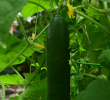CUCUMBER BURPLESS