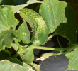 CUCUMBER BUSH PICKLE