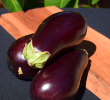 EGGPLANT CLASSIC