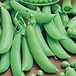 PEA SUGAR SNAP