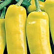 PEPPER HUNGARIAN HOT WAX