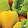 PEPPER FLAVORBURST