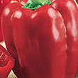 PEPPER RED BEAUTY/RED BARON