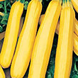 SQUASH ZUCCHINI GOLDEN
