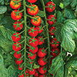 TOMATO RAPUNZEL