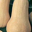 SQUASH BUTTERNUT WALTHAM