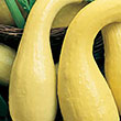 SQUASH YELLOWNECK
