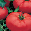 TOMATO BEEFMASTER