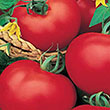 TOMATO BETTER BOY PLUS