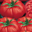 TOMATO BIG BOY