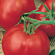 TOMATO EARLY GIRL PLUS