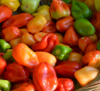 PEPPER SCOTCH BONNET YELLOW