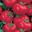 TOMATO HUSKY RED CHERRY