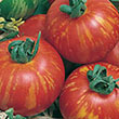 TOMATO MR STRIPEY