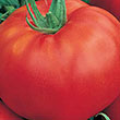 TOMATO RUTGERS