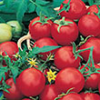 TOMATO SUPER SWEET 100