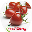 TOMATO TOMATOBERRY