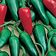 PEPPER JALAPENO 4PK