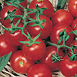TOMATO MATT'S WILD CHERRY