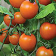 TOMATO ORANGE ZINGER