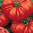 TOMATO BEEFMASTER 4PK