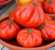 TOMATO MORTGAGE LIFTER 6"